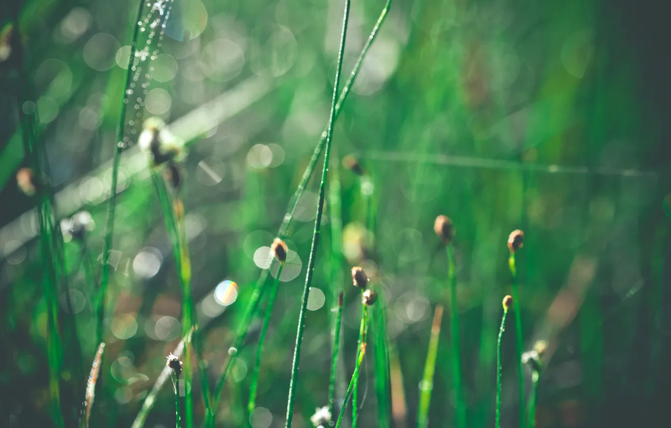 Photo wallpaper grass, drops, macro, glare, Shine, morning