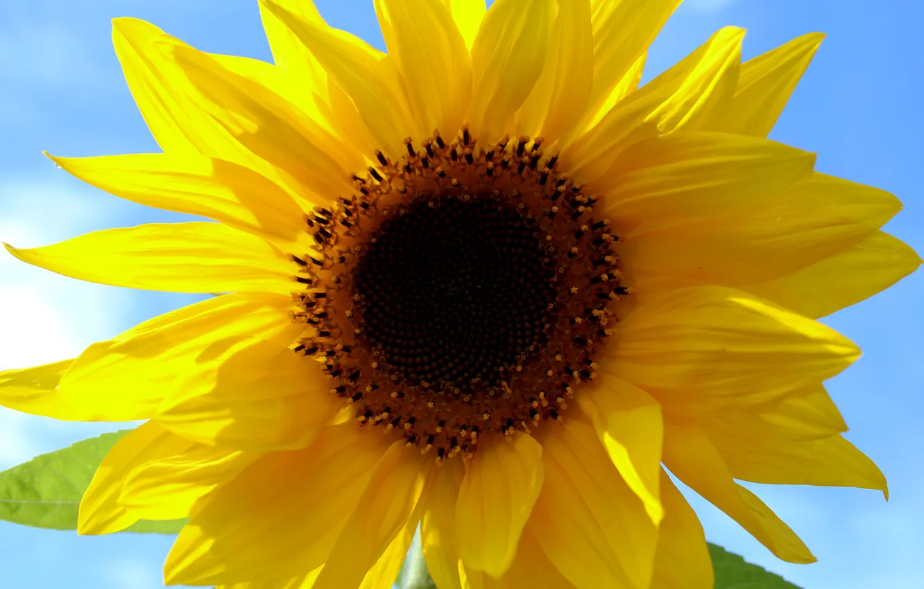 Photo wallpaper macro, sunflowers, nature, petals