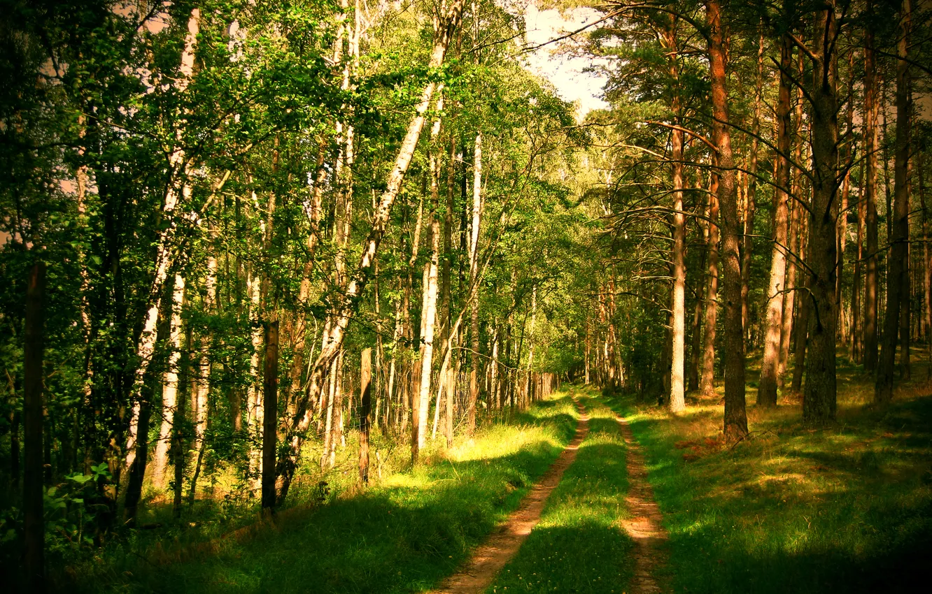 Photo wallpaper road, forest, summer, nature