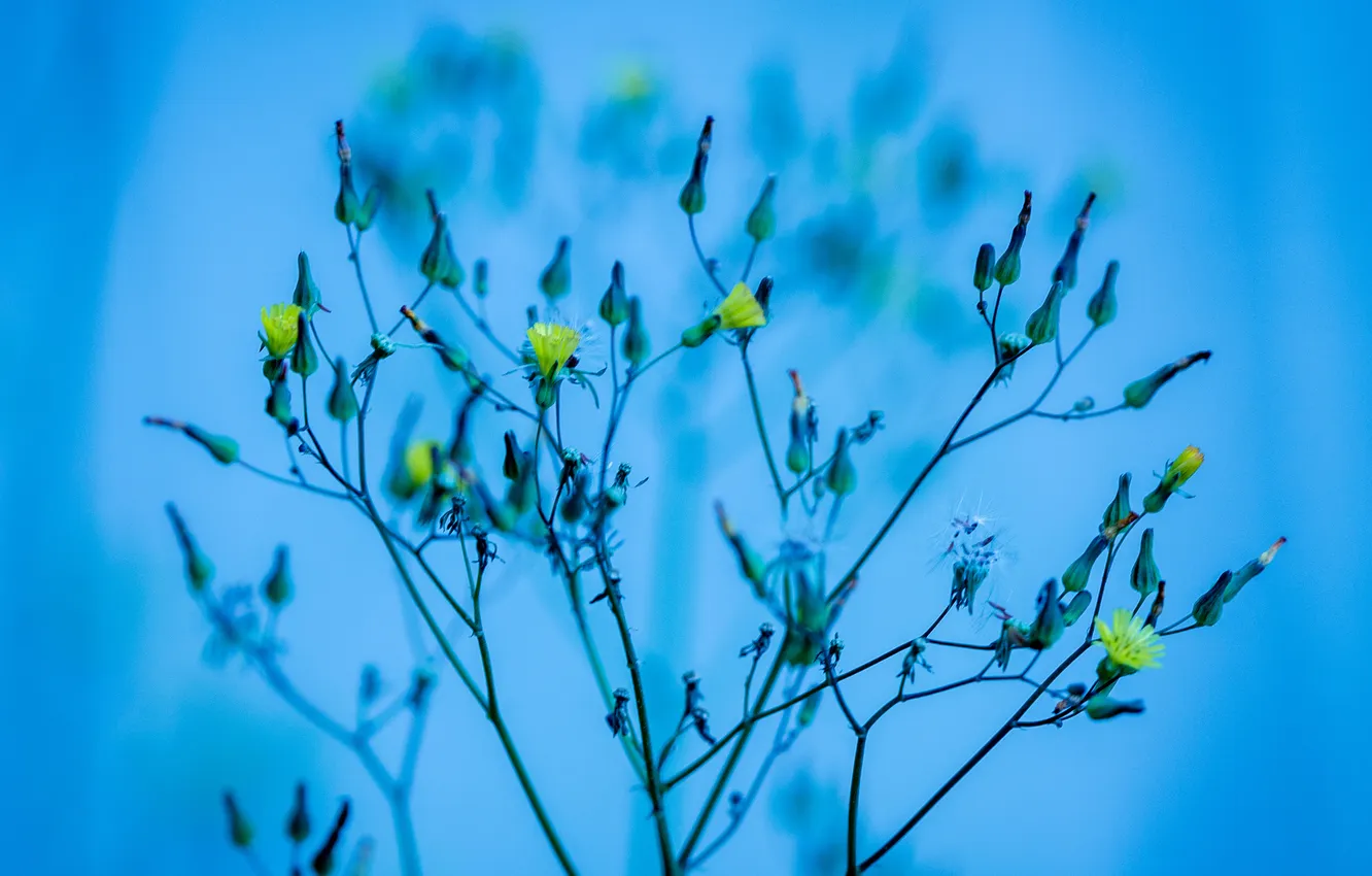 Photo wallpaper flowers, plant, stem, the bushes