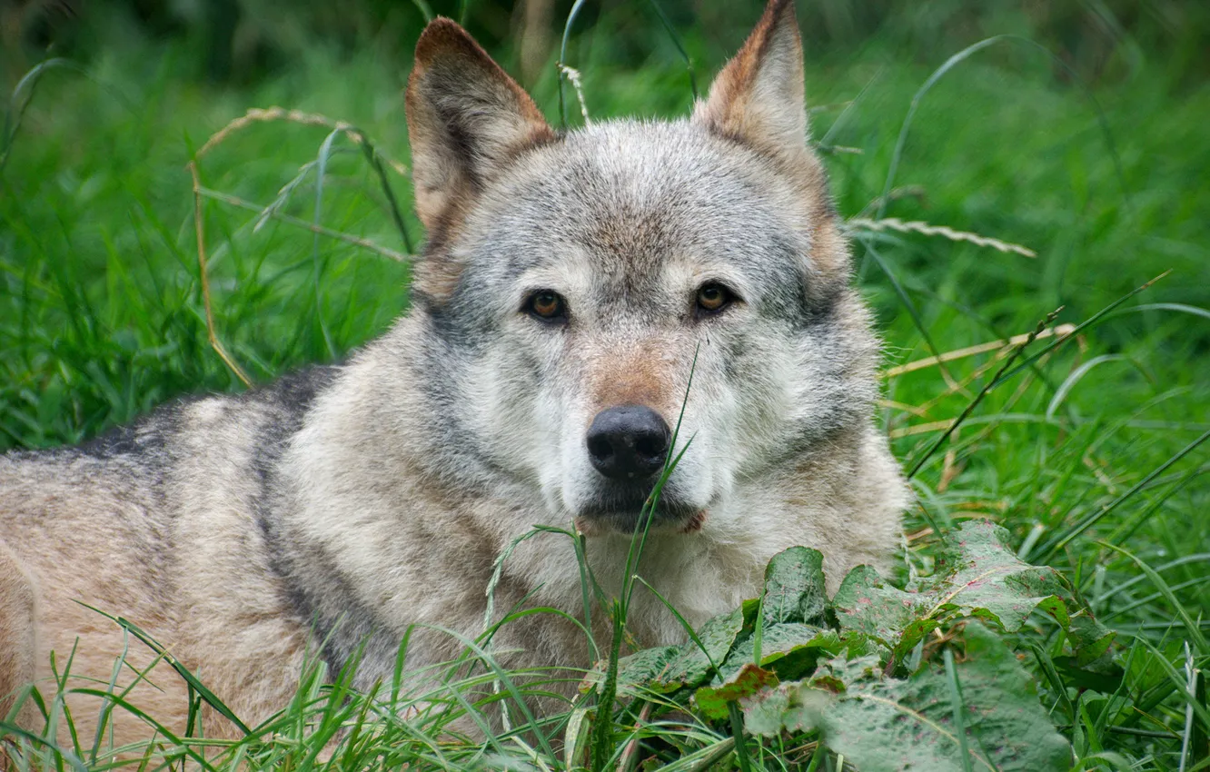 Photo wallpaper grass, stay, wolf, lying