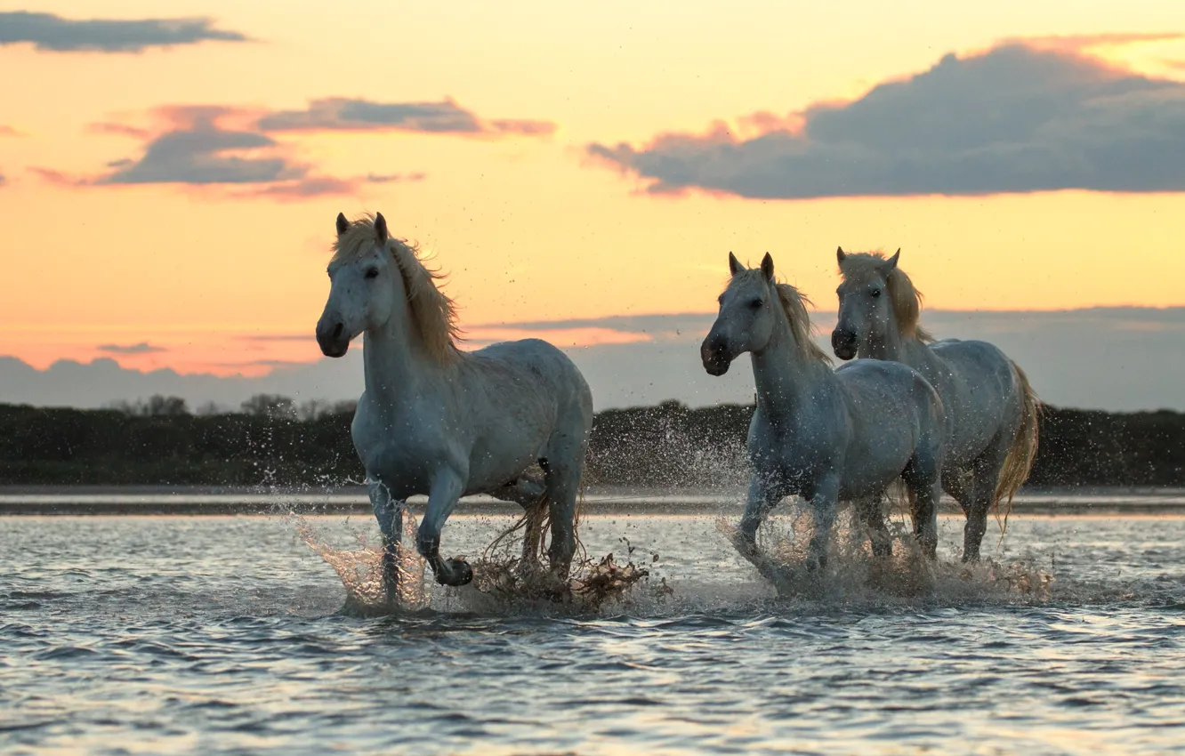 Photo wallpaper morning, jump, White horses, on the river