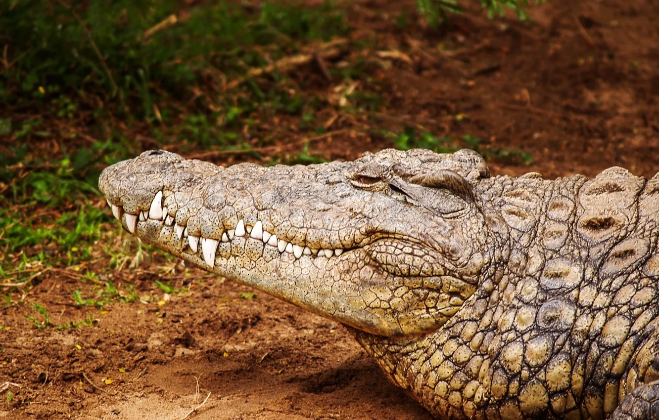 Photo wallpaper animal, Africa, crocodile, reptile, saltwater