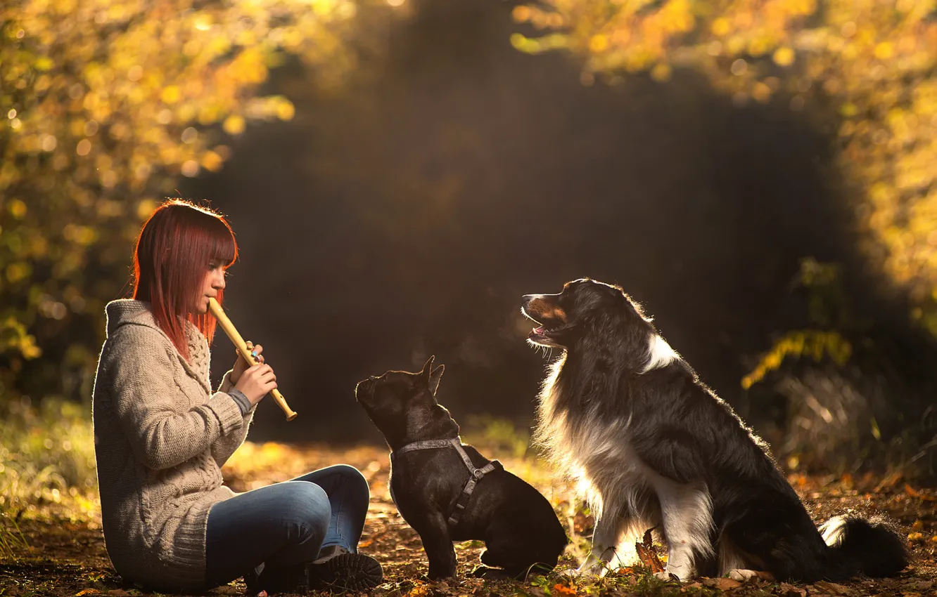 Photo wallpaper dogs, girl, the flute