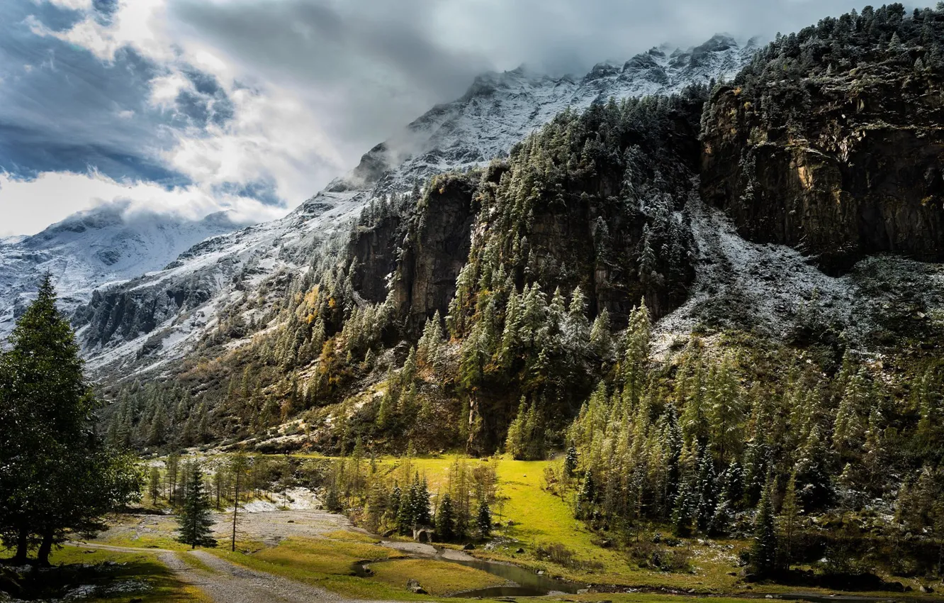 Photo wallpaper forest, snow, mountains, slope