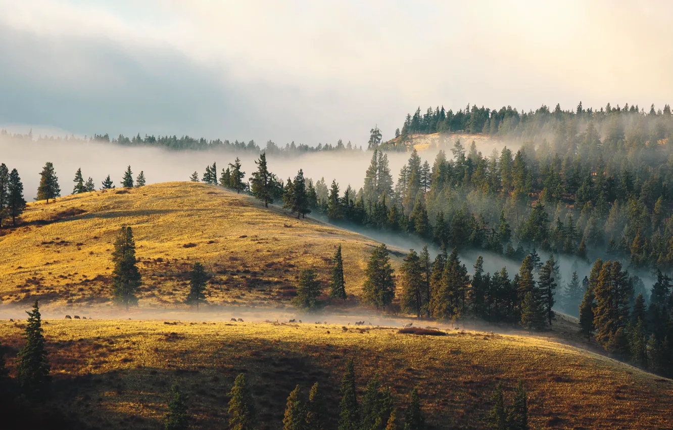 Photo wallpaper the sky, clouds, fog, deer, hill, top, pine