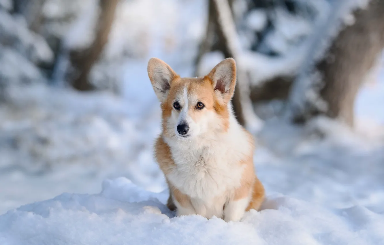 Photo wallpaper winter, snow, dog, Welsh Corgi, Irina Moroz
