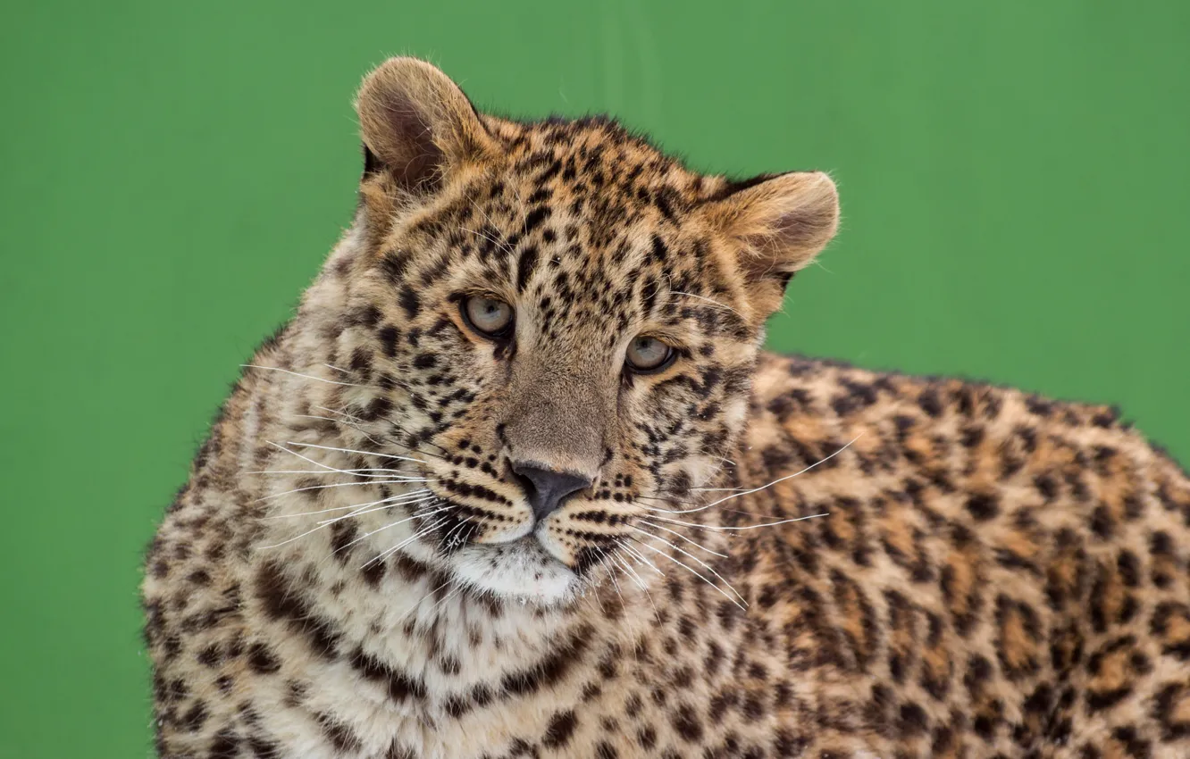 Photo wallpaper cat, eyes, look, face, green, background, portrait, leopard