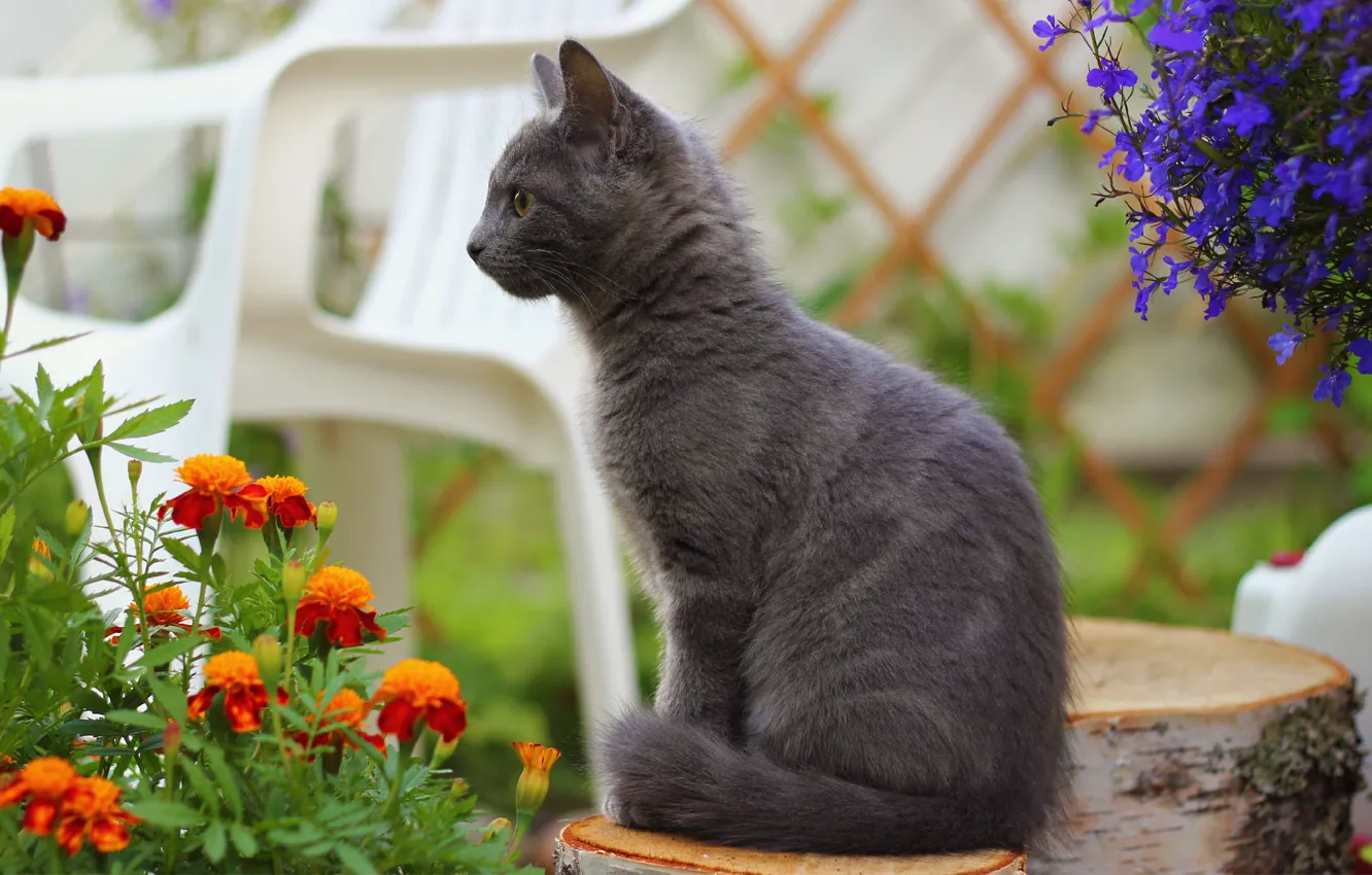 Photo wallpaper cat, cat, flowers, blur, stump, chair, smoky, marigolds