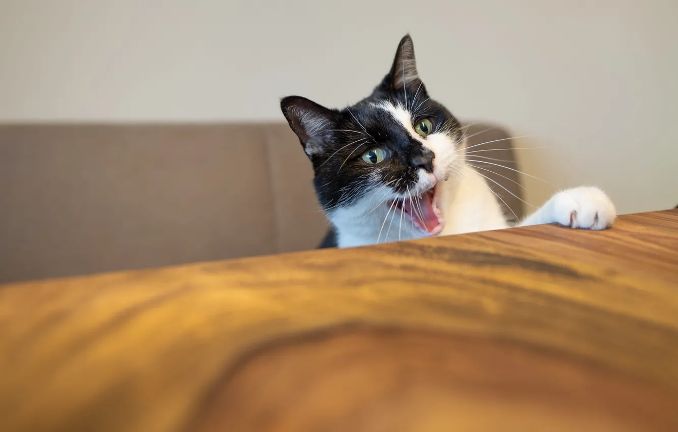 Photo wallpaper cat, cat, table, mouth, kitchen, hunger