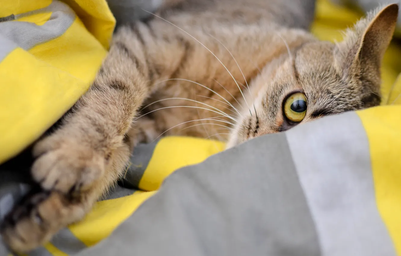 Photo wallpaper cat, eyes, cat, look, grey, paws, bed, lies