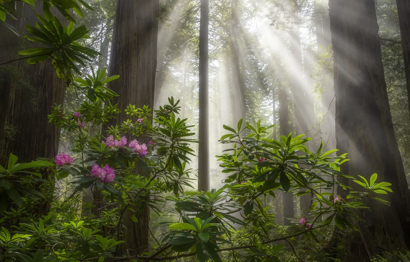 Photo wallpaper forest, rays, light, flowers, rhododendrons