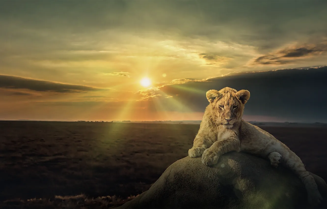 Photo wallpaper sunset, stones, Leo, cub, lion