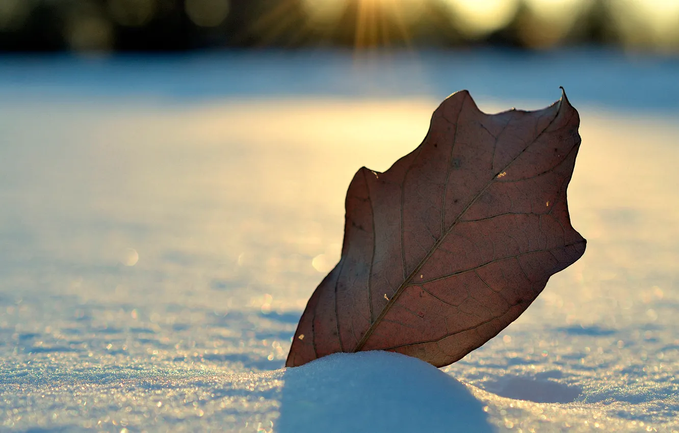 Photo wallpaper winter, leaves, snow
