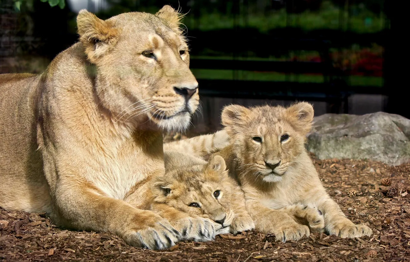 Photo wallpaper Leo, lioness, lion