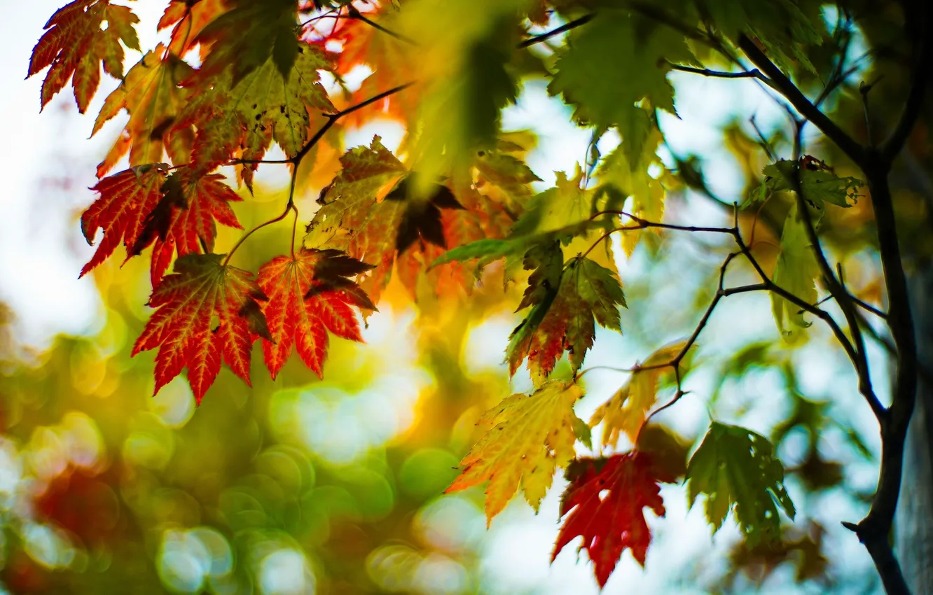Photo wallpaper autumn, leaves, macro, trees, branches, red, green, background