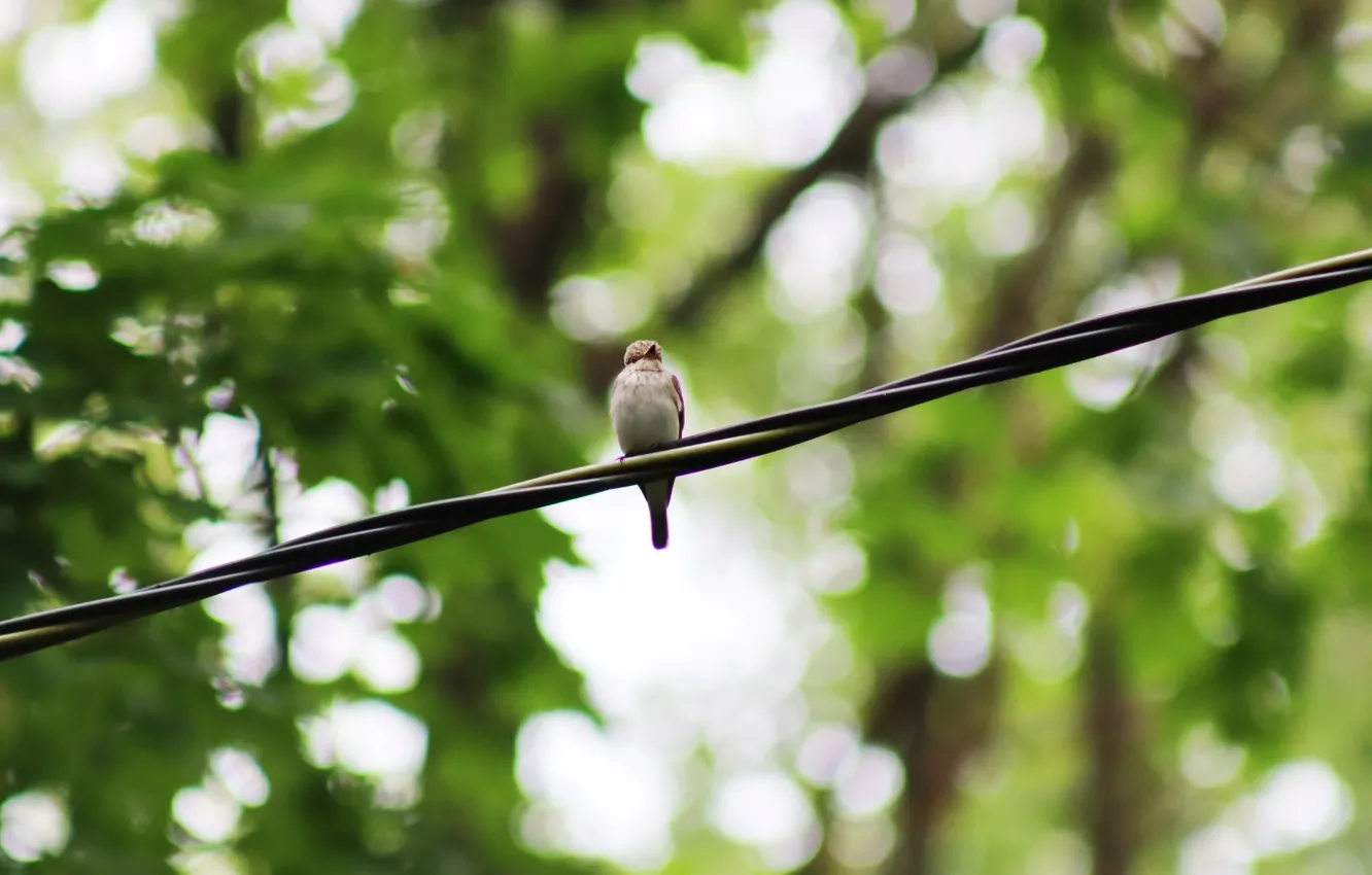 Photo wallpaper forest, trees, nature, bird, grove, beauties of nature