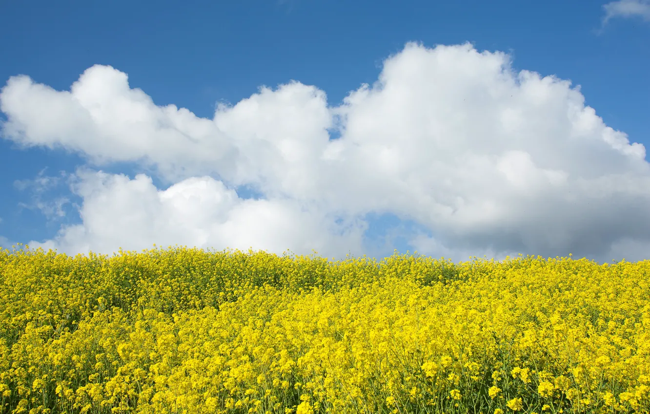 Photo wallpaper the sky, flowers, yellow, rape, rapeseed field