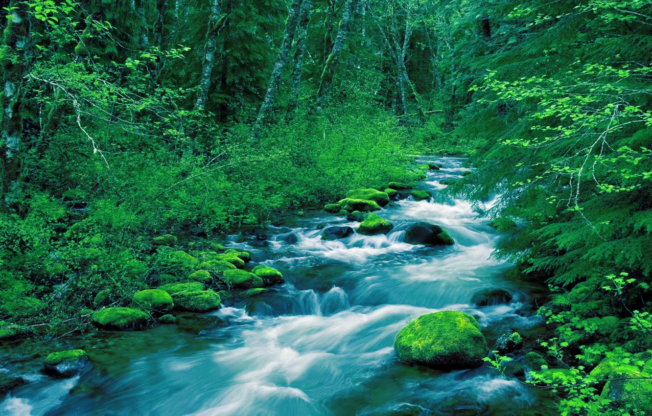 Photo wallpaper greens, forest, moss, stream, river, Rapids