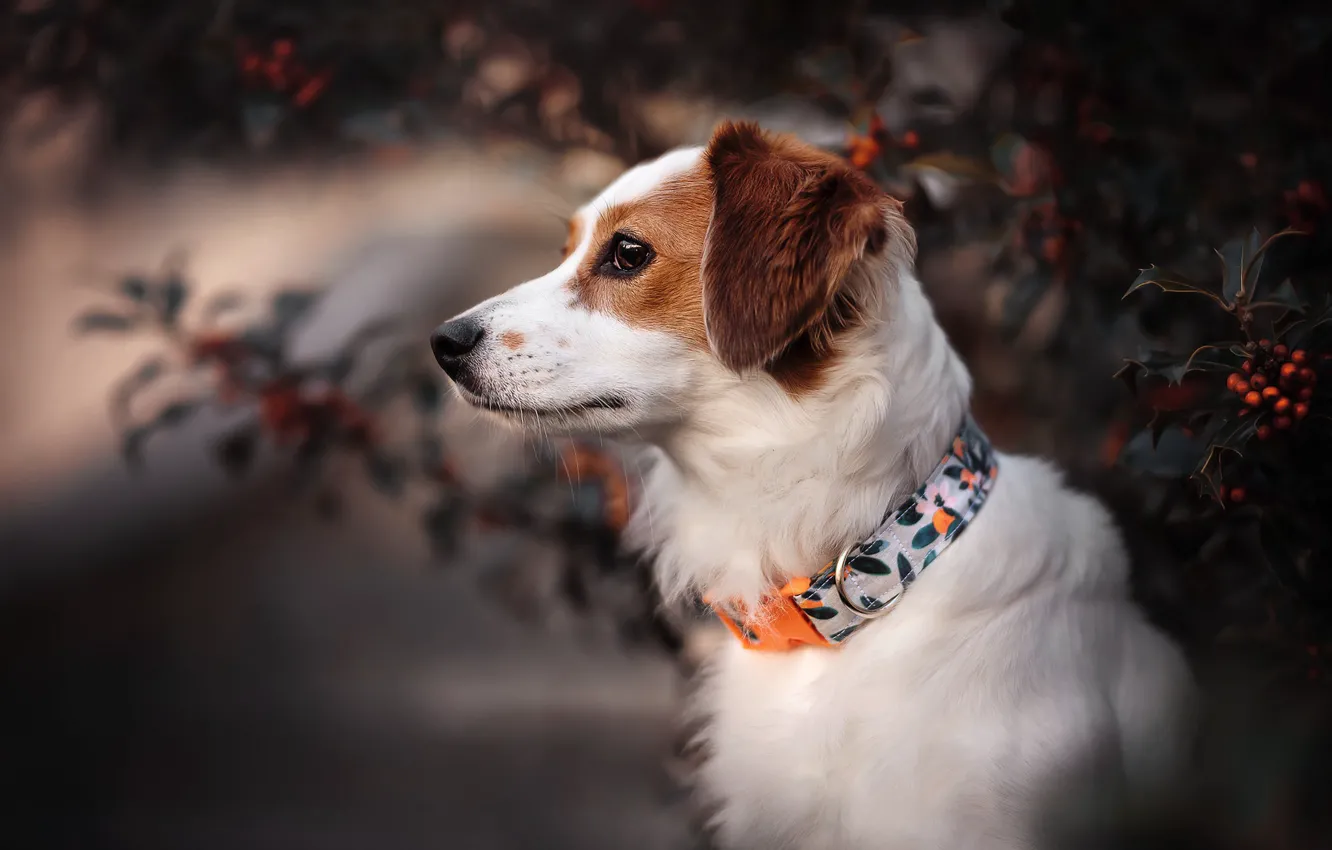 Photo wallpaper face, dog, profile, collar, kooikerhondje