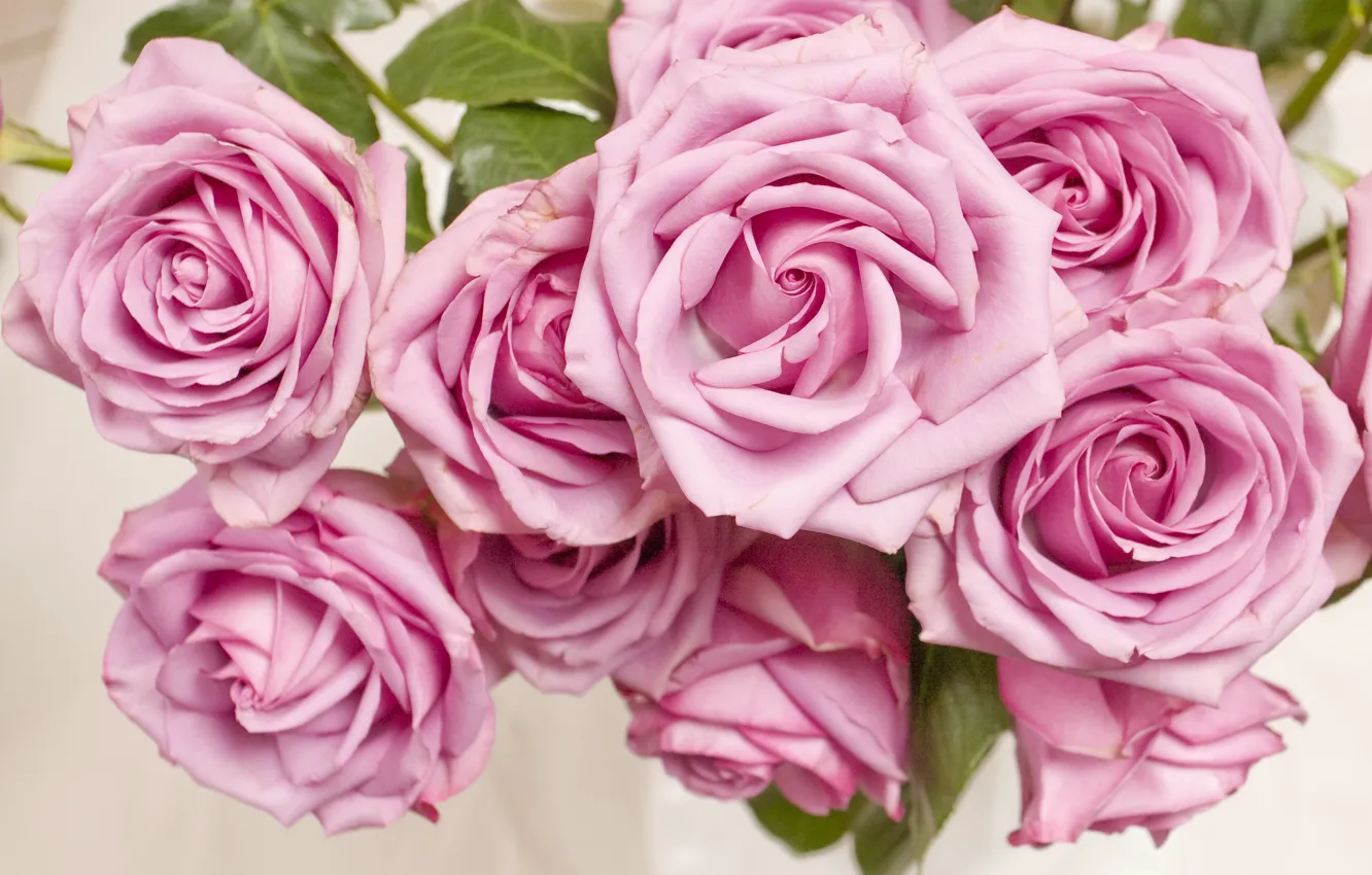 Photo wallpaper flowers, pink, Bush, roses, buds, pink, flowers, roses