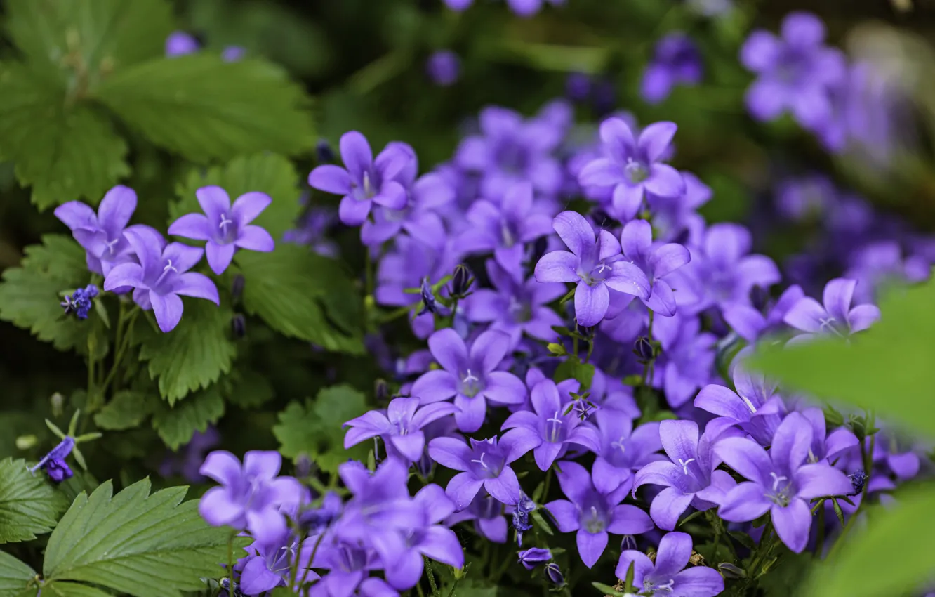 Photo wallpaper flowers, garden, bells, lilac