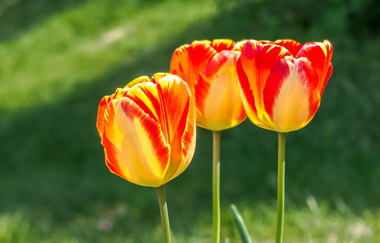 Photo wallpaper light, flowers, glade, bright, spring, garden, stem, tulips