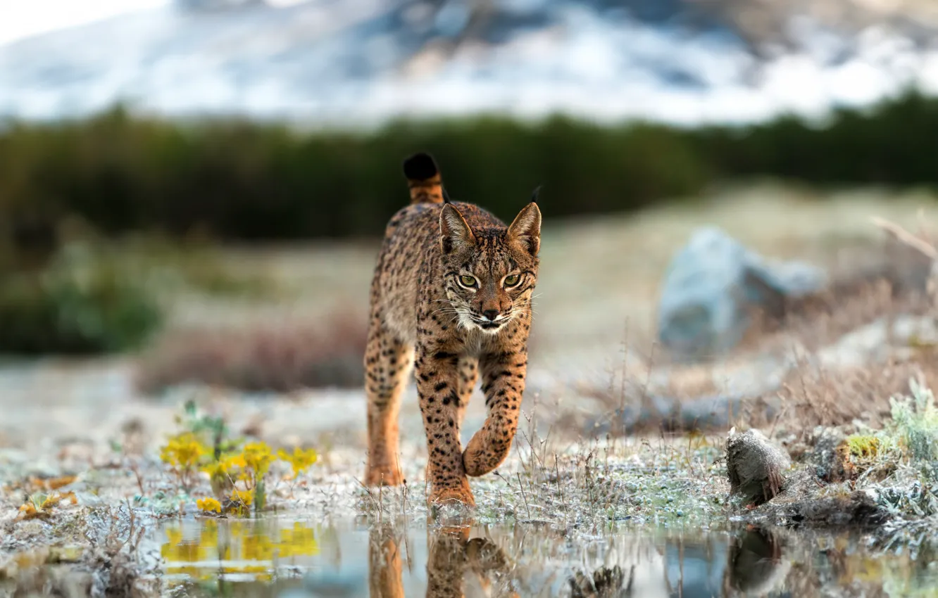 Photo wallpaper look, face, nature, pose, lynx