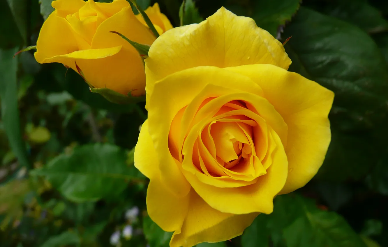 Photo wallpaper macro, roses, buds, yellow rose