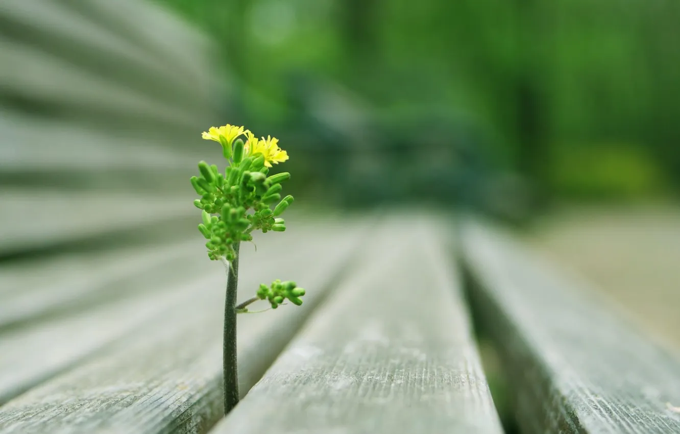 Photo wallpaper macro, flowers, wallpapers