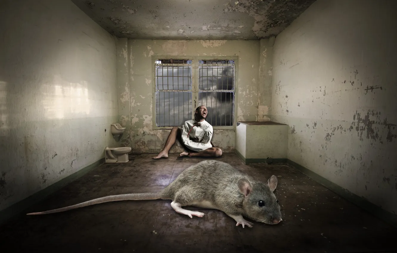 Photo wallpaper people, camera, rat