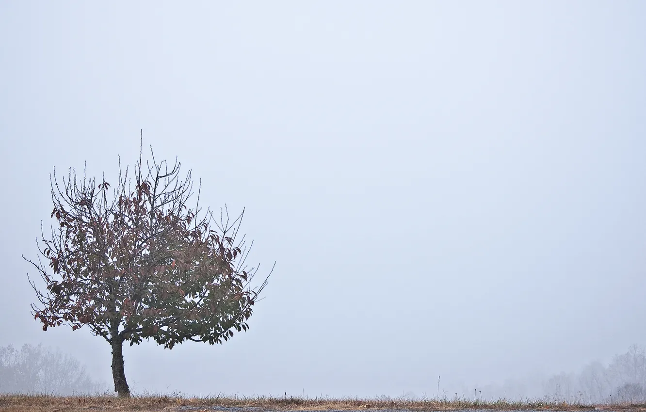 Photo wallpaper field, grass, landscape, tree, Nature, wallpapers, Photography