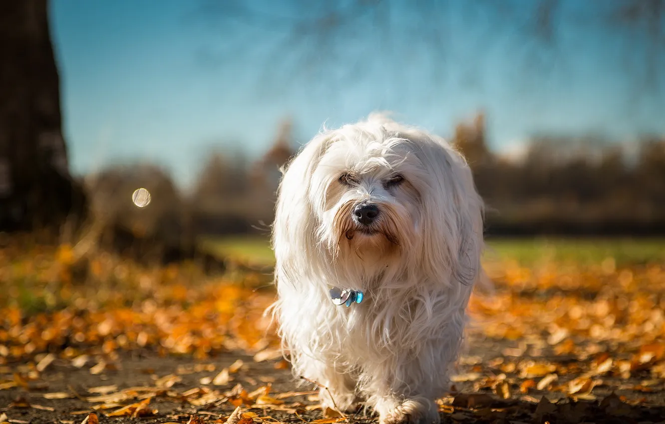 Photo wallpaper look, each, dog