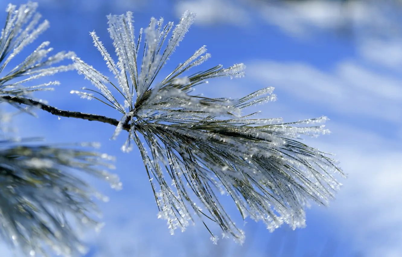 Photo wallpaper winter, frost, snow, branches, blue, legs, needles