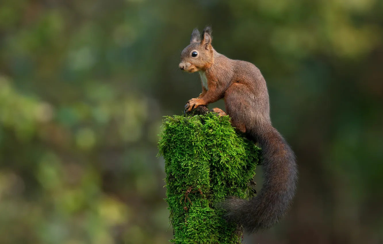 Photo wallpaper protein, rodent, queer