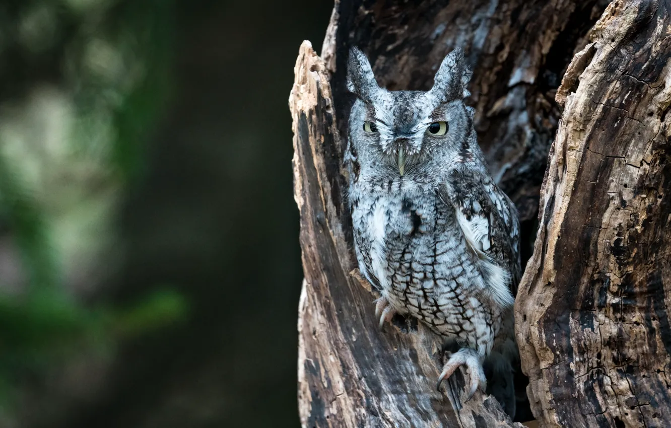 Photo wallpaper trees, owl, feathers, disguise