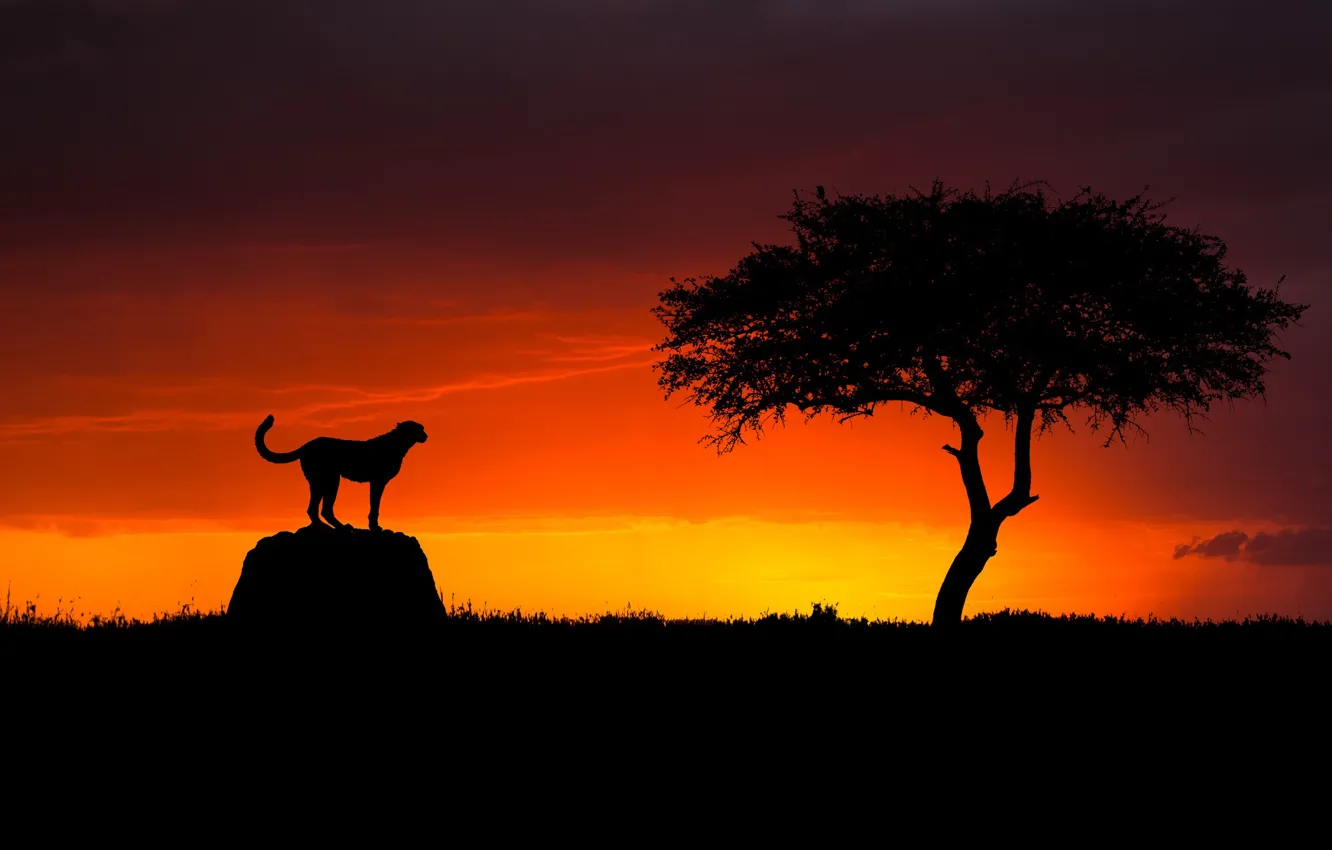 Photo wallpaper trees, sunset, Cheetah, Savannah, sunset, tree, Cheetah, savannah