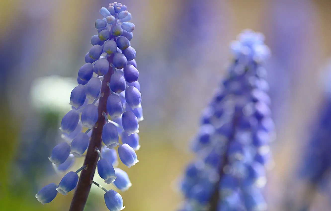 Photo wallpaper flowers, nature, plant, petals, hyacinths