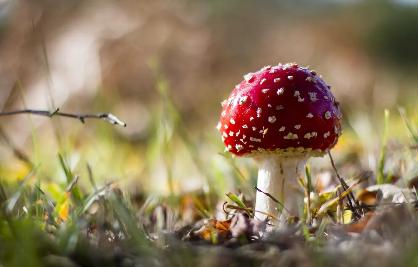 Photo wallpaper autumn, forest, nature, mushrooms