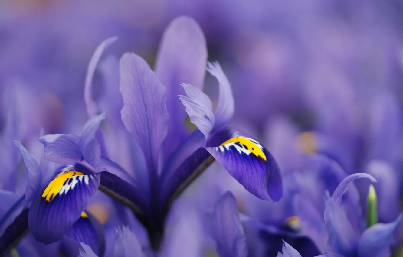 Photo wallpaper purple, macro, iris