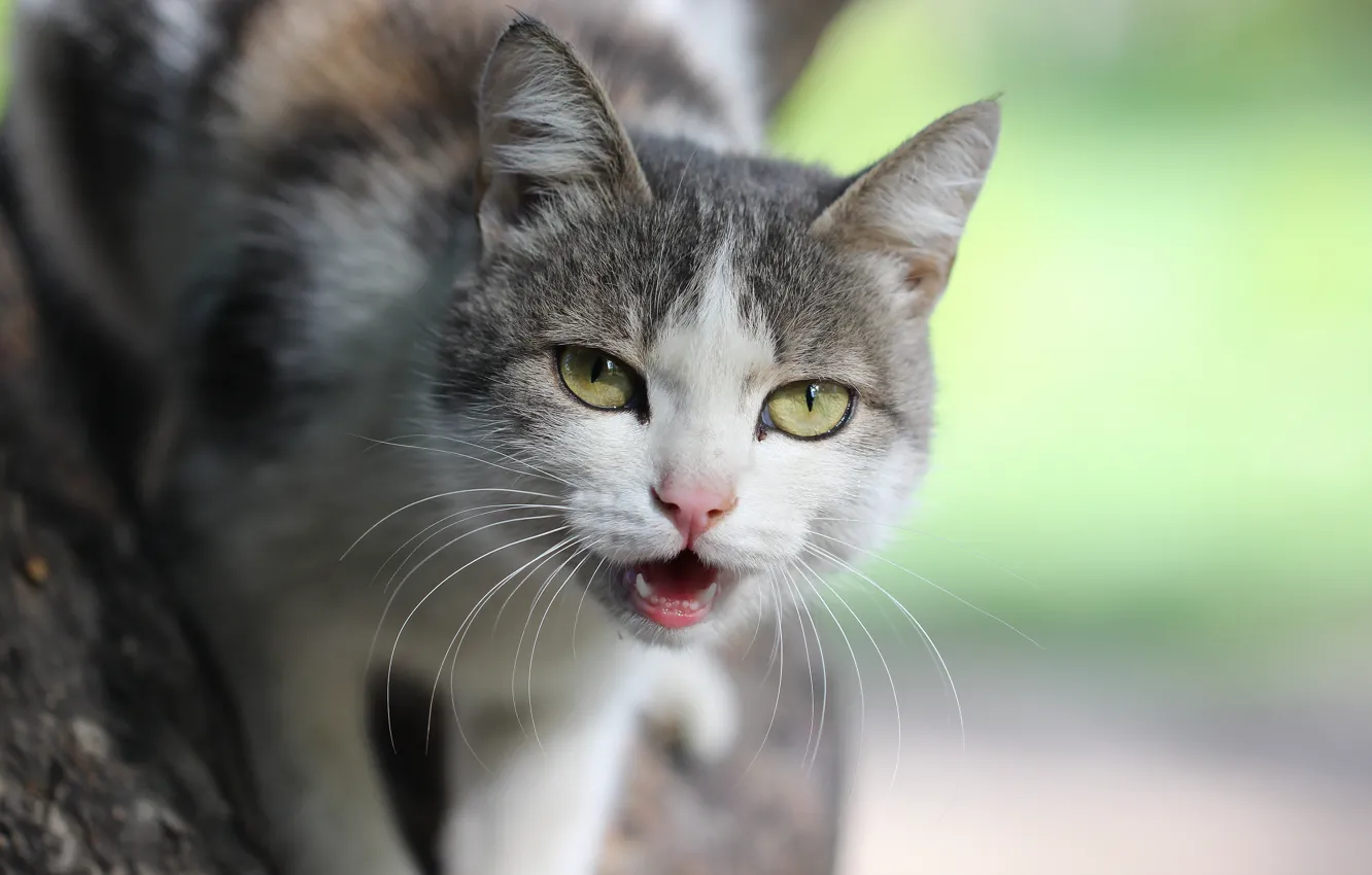 Photo wallpaper cat, look, background, face