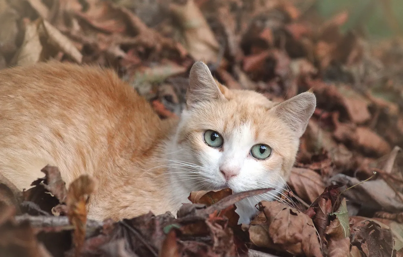 Photo wallpaper cat, look, muzzle, red, fallen leaves, cat