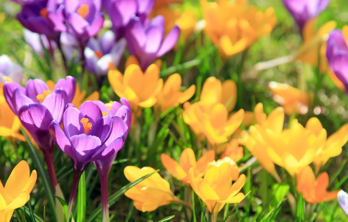 Photo wallpaper nature, spring, crocuses, flowering