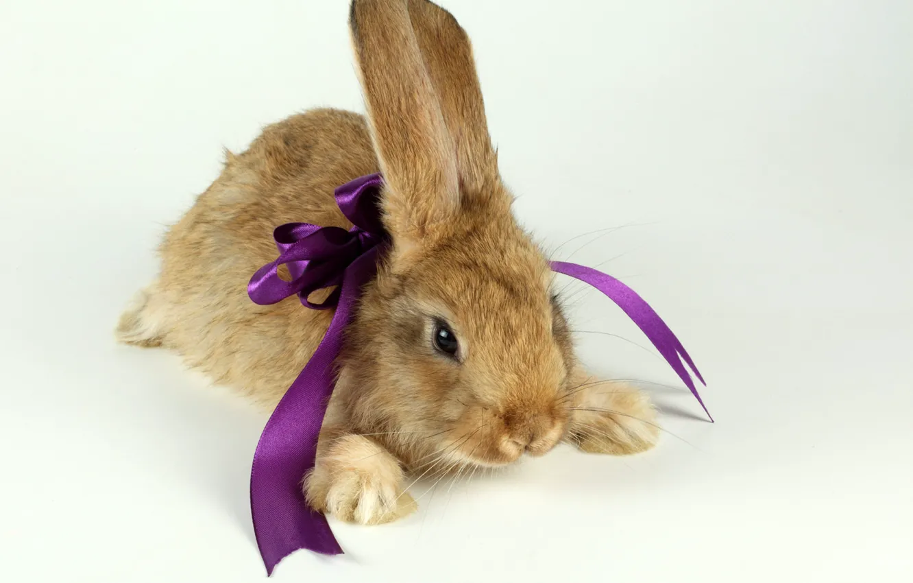Photo wallpaper gift, hare, rabbit, animal, bow, ears