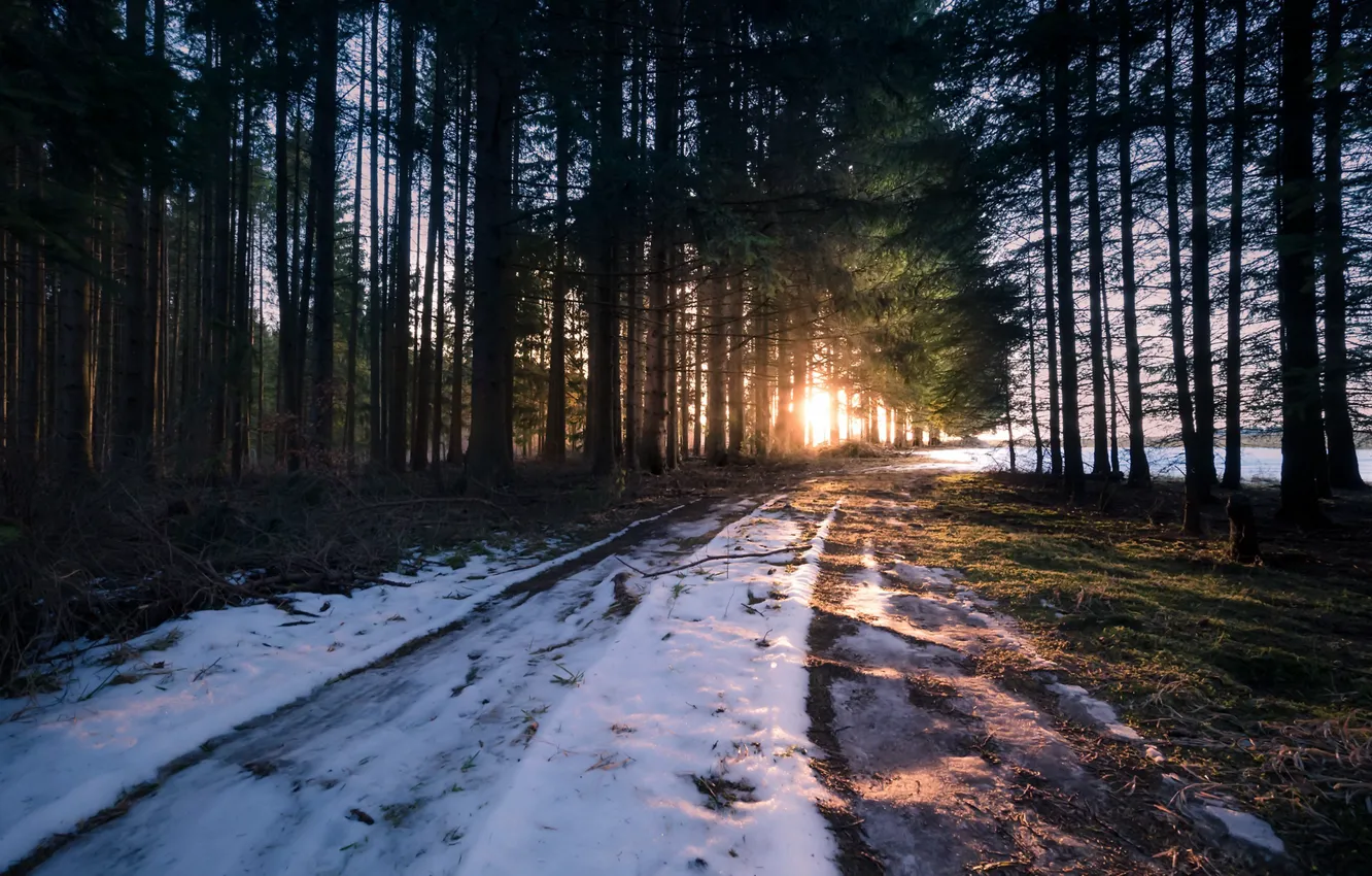 Photo wallpaper winter, road, forest, light, morning