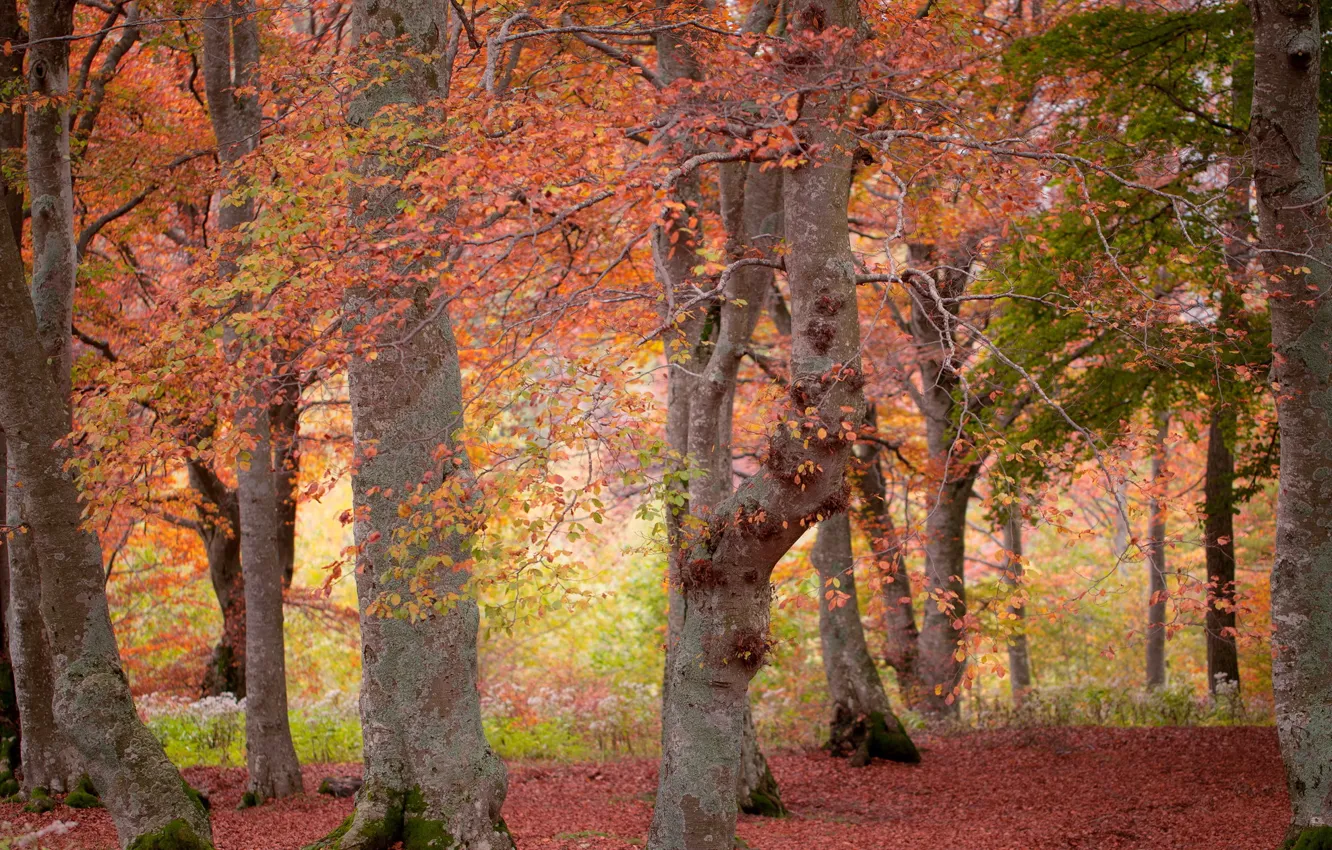 Photo wallpaper autumn, forest, nature
