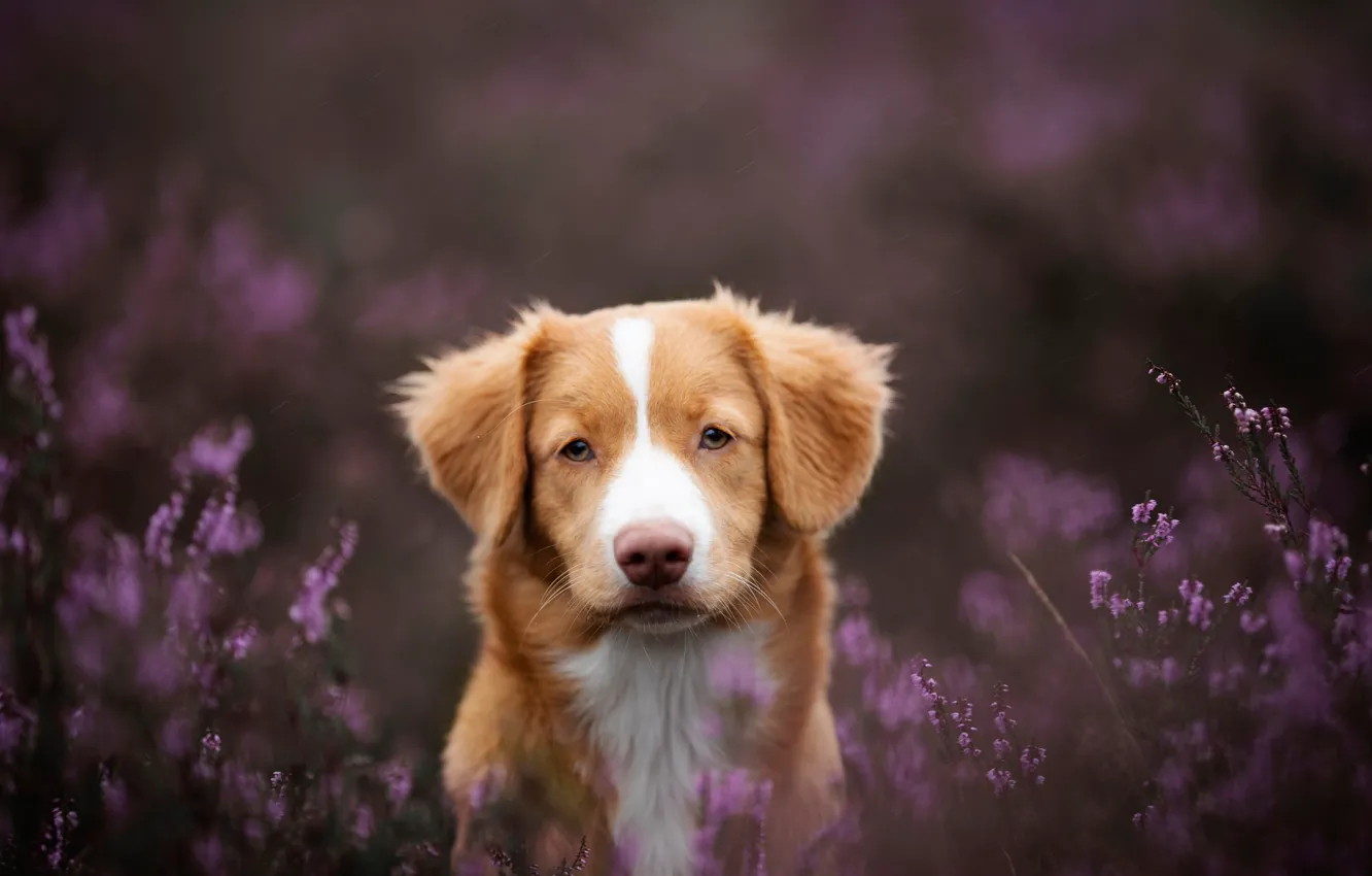 Photo wallpaper look, face, dog, Heather, Nova Scotia duck tolling Retriever