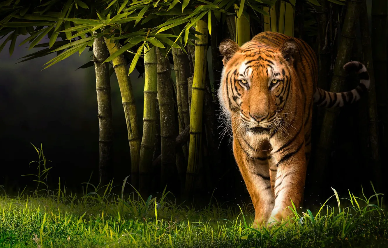 Photo wallpaper grass, nature, tiger, animal, predator, bamboo, beast