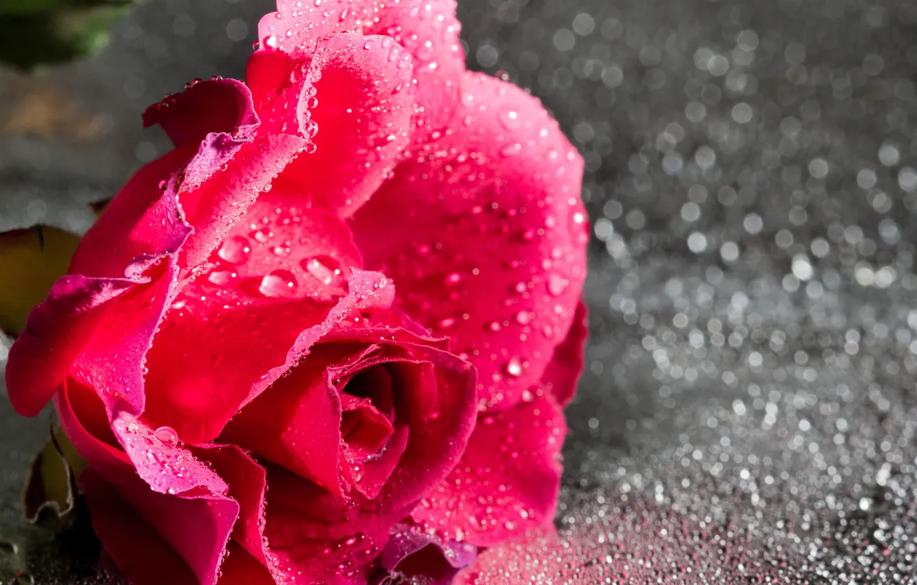 Photo wallpaper drops, Rosa, rose, petals