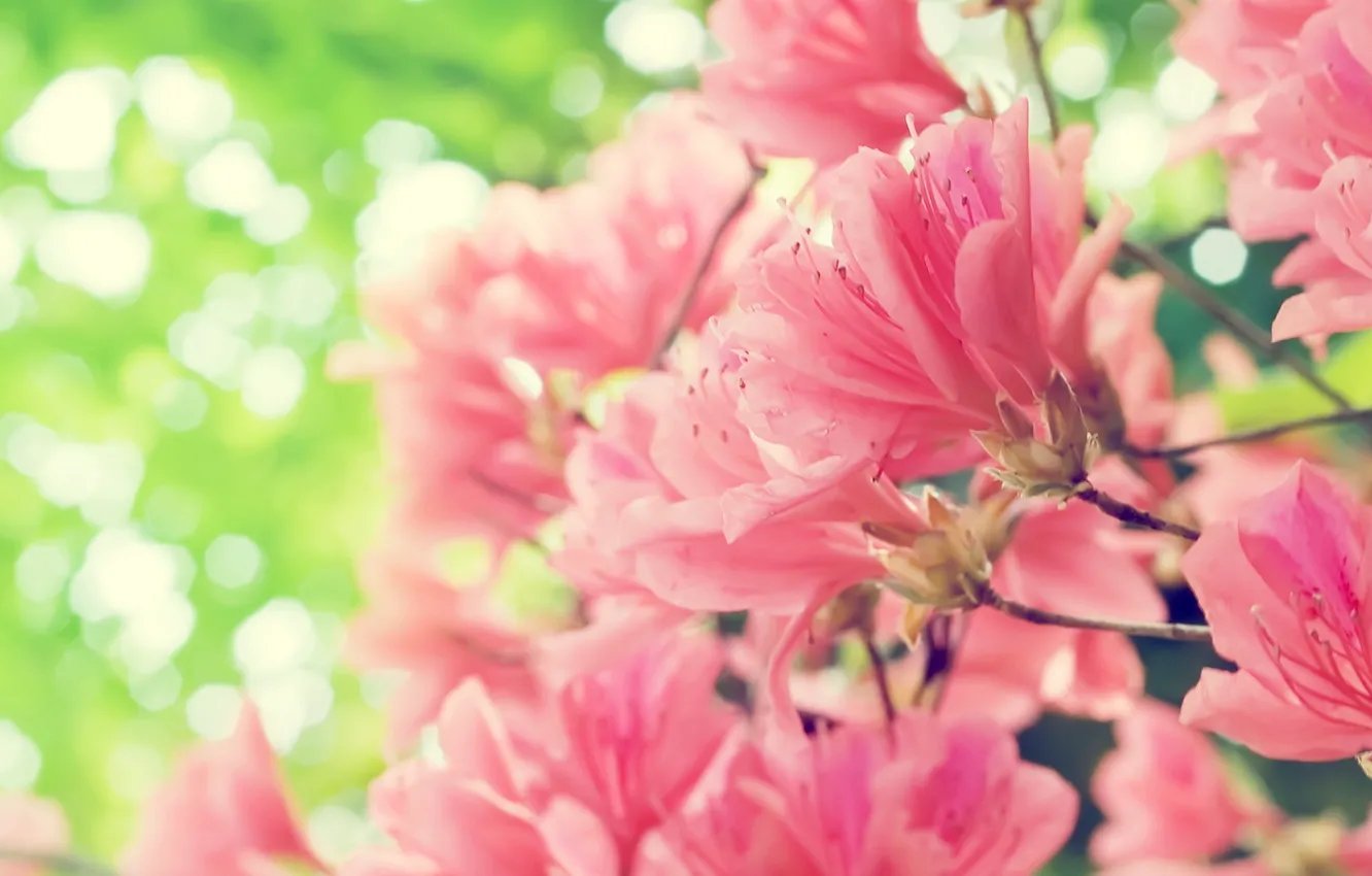 Photo wallpaper flowers, spring, pink
